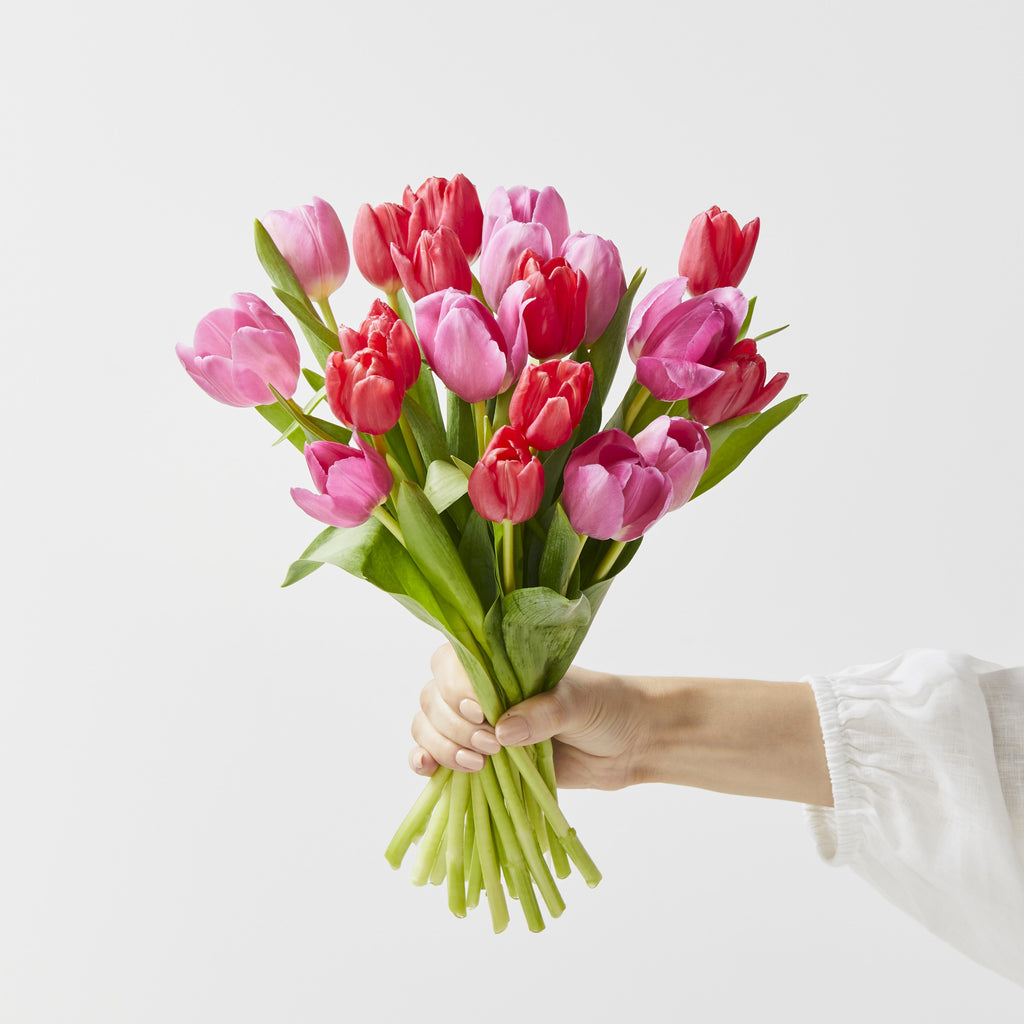 valentine's day tulips