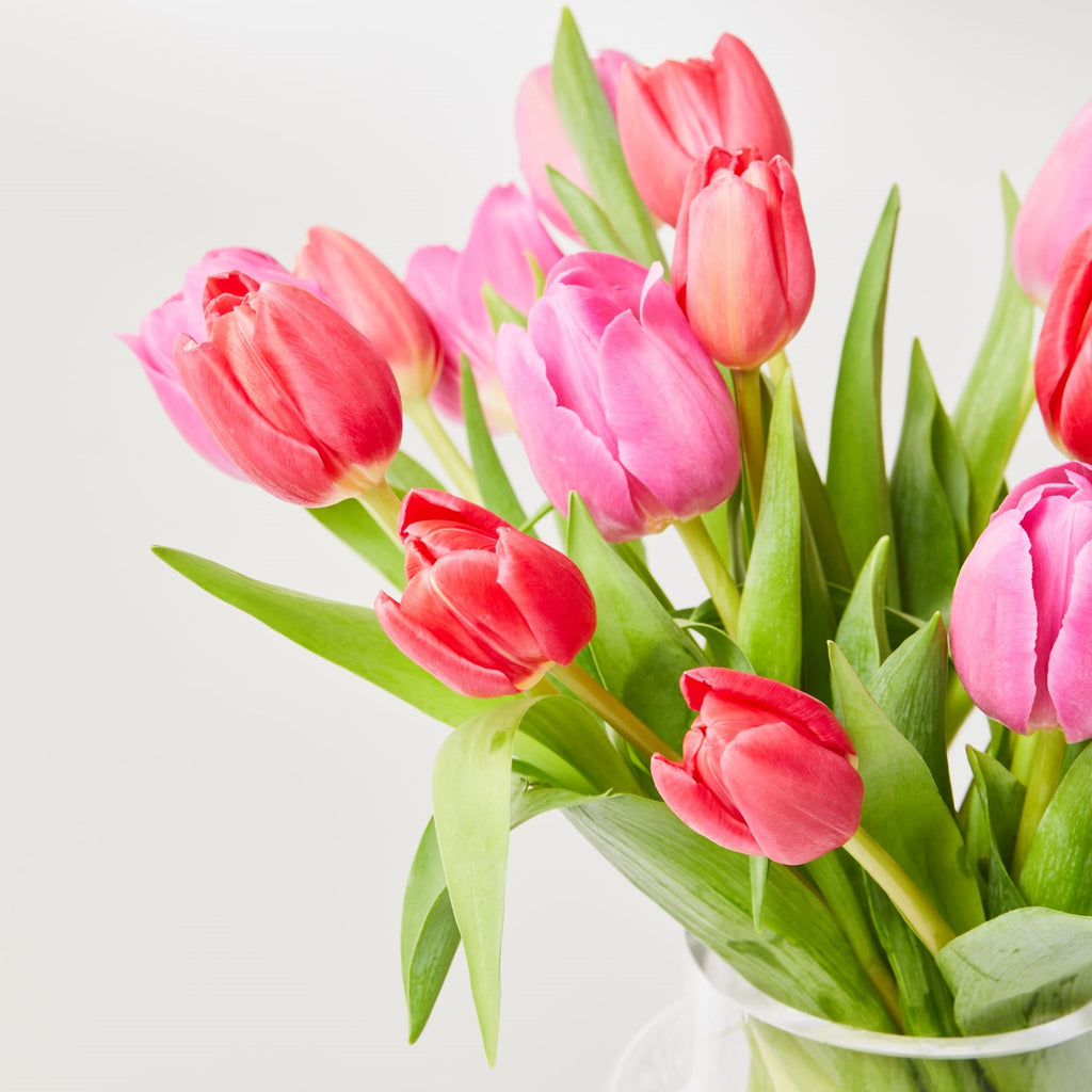 pink and orange tulips