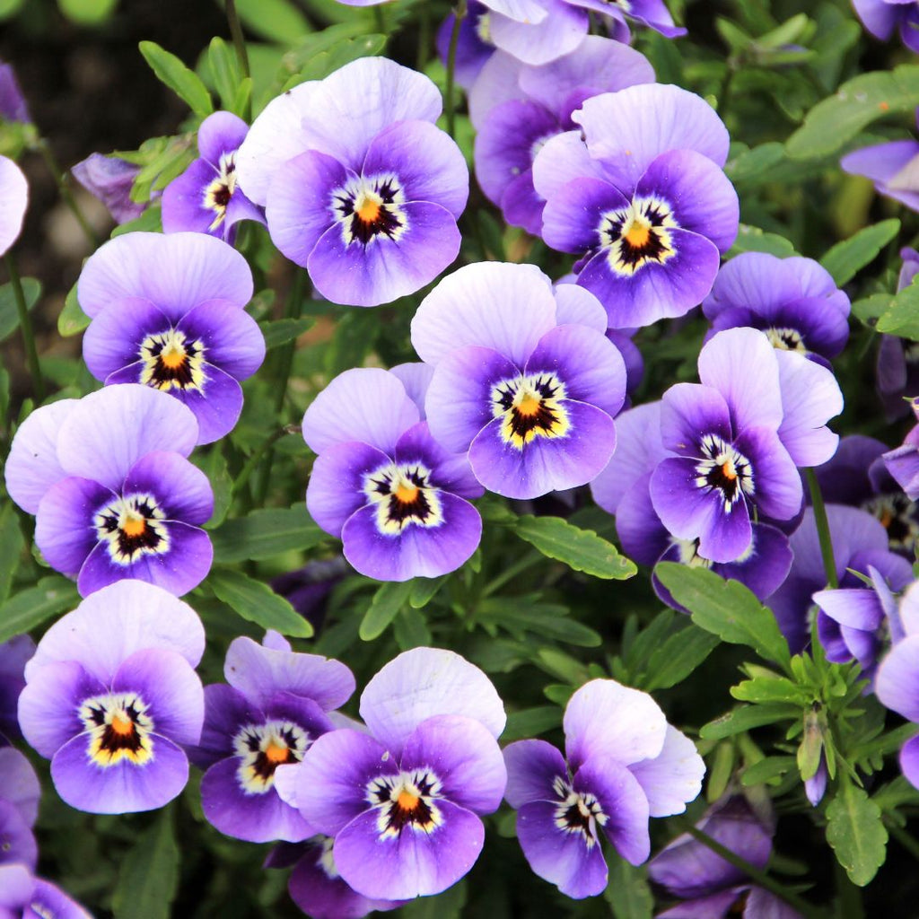 violets february birth flower