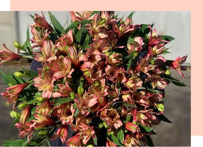 wandin vavlley flowers bunch of alstroemeria