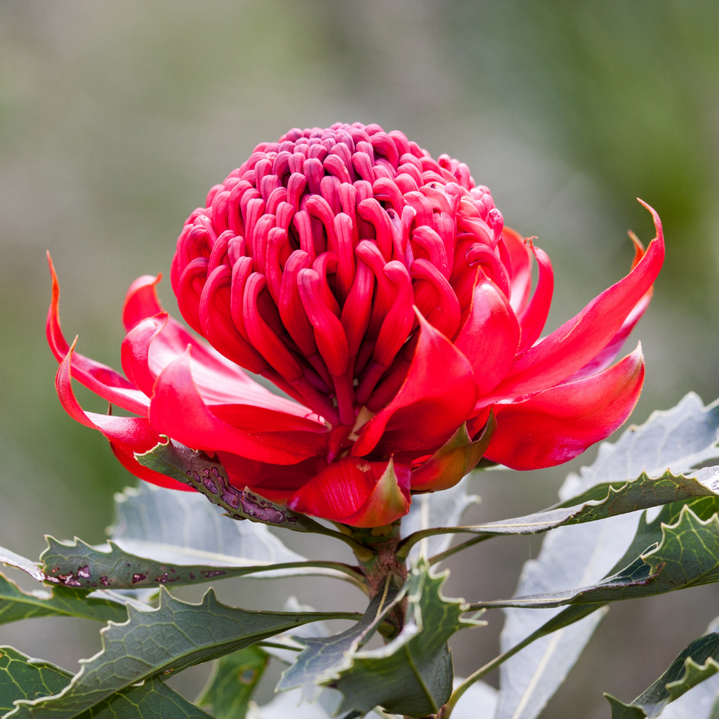 red waratah