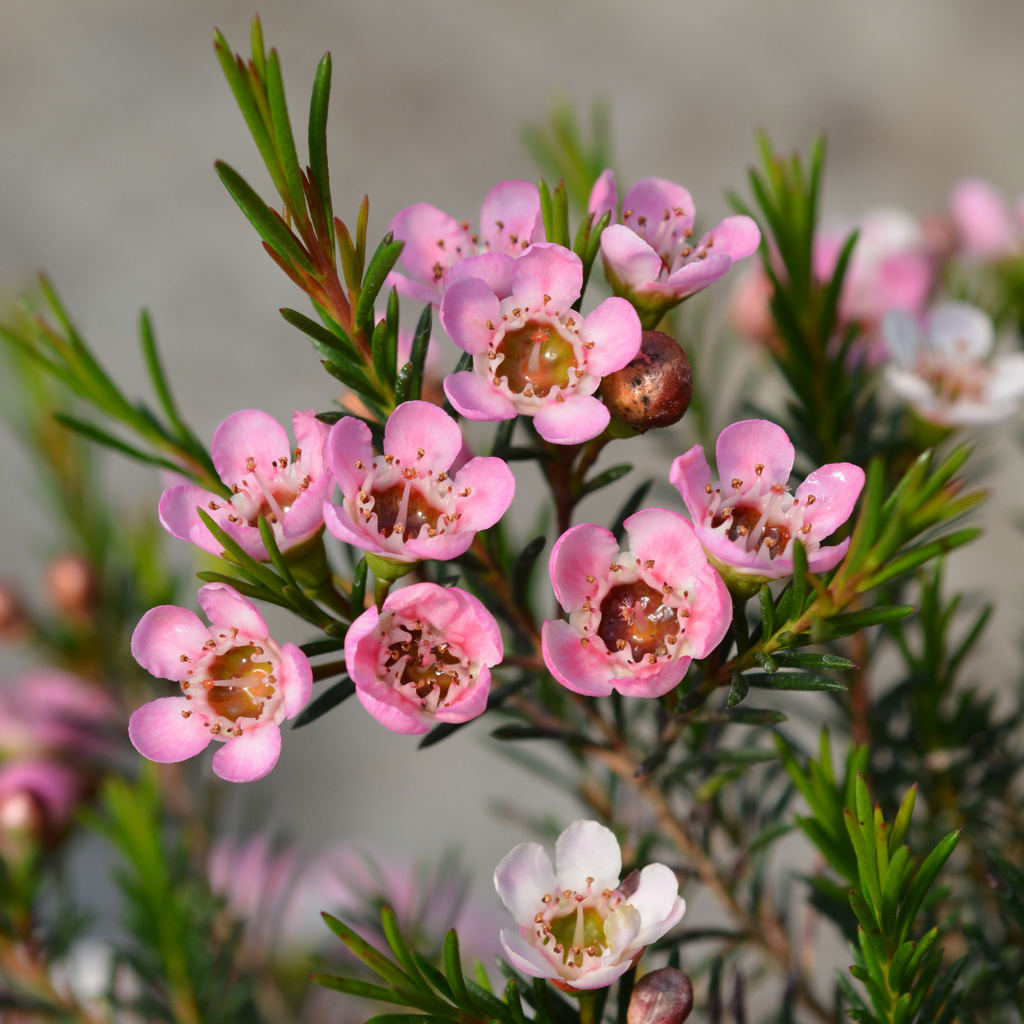 pink waxflowers