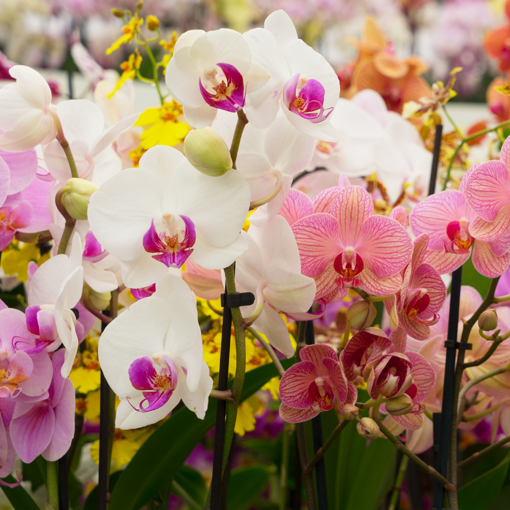 white and pink orchids in a field