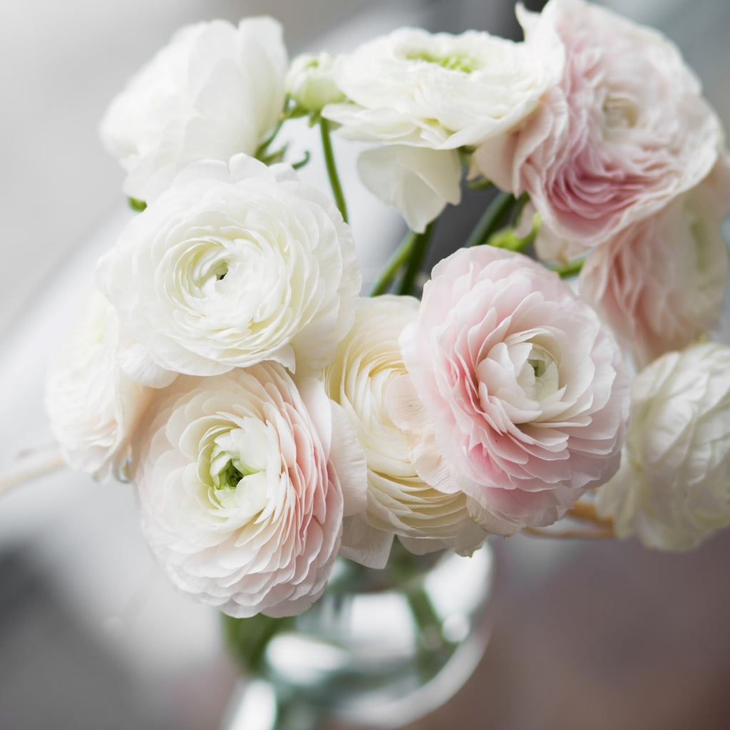 white and pink ranunculus in a glass vase