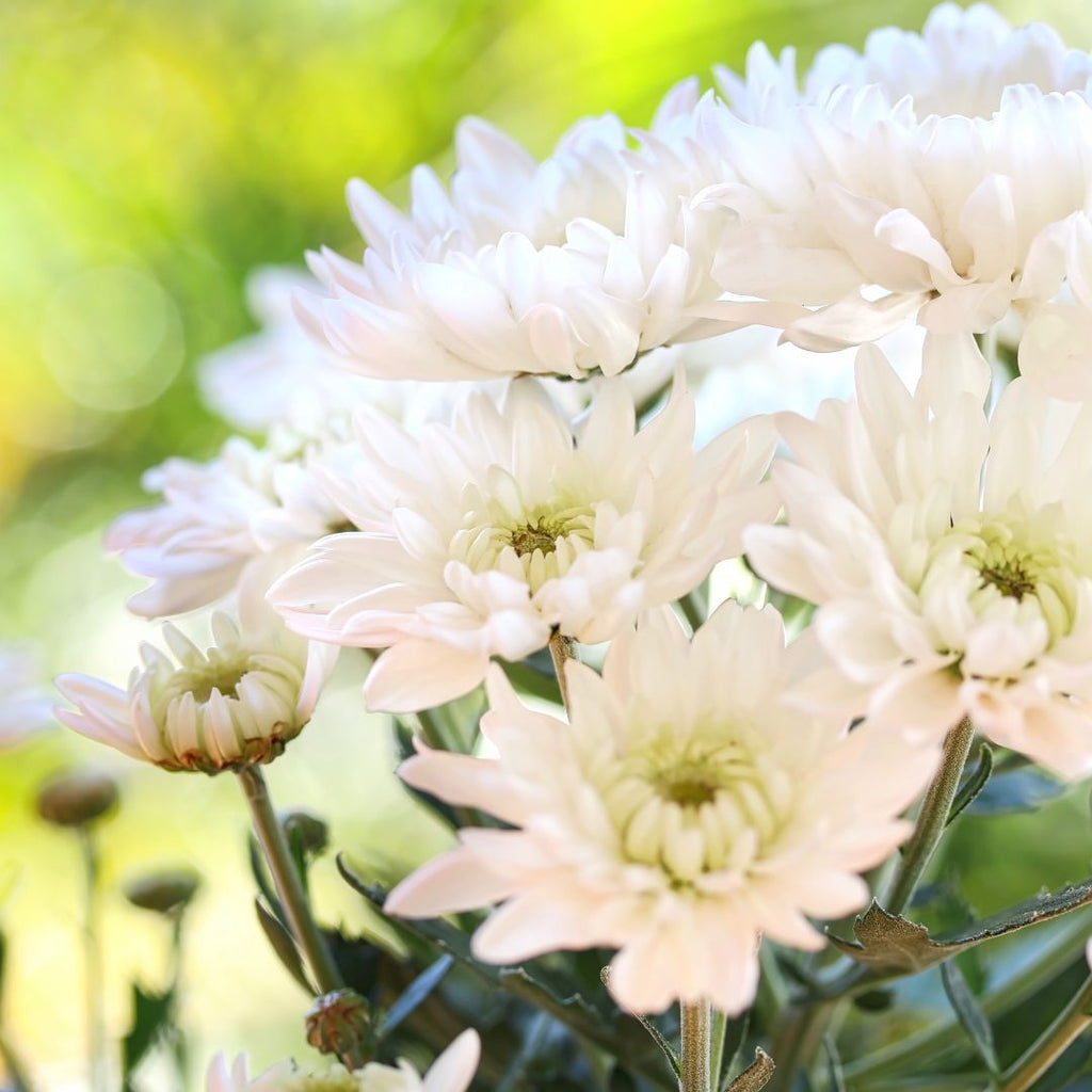 white chrysanthemums