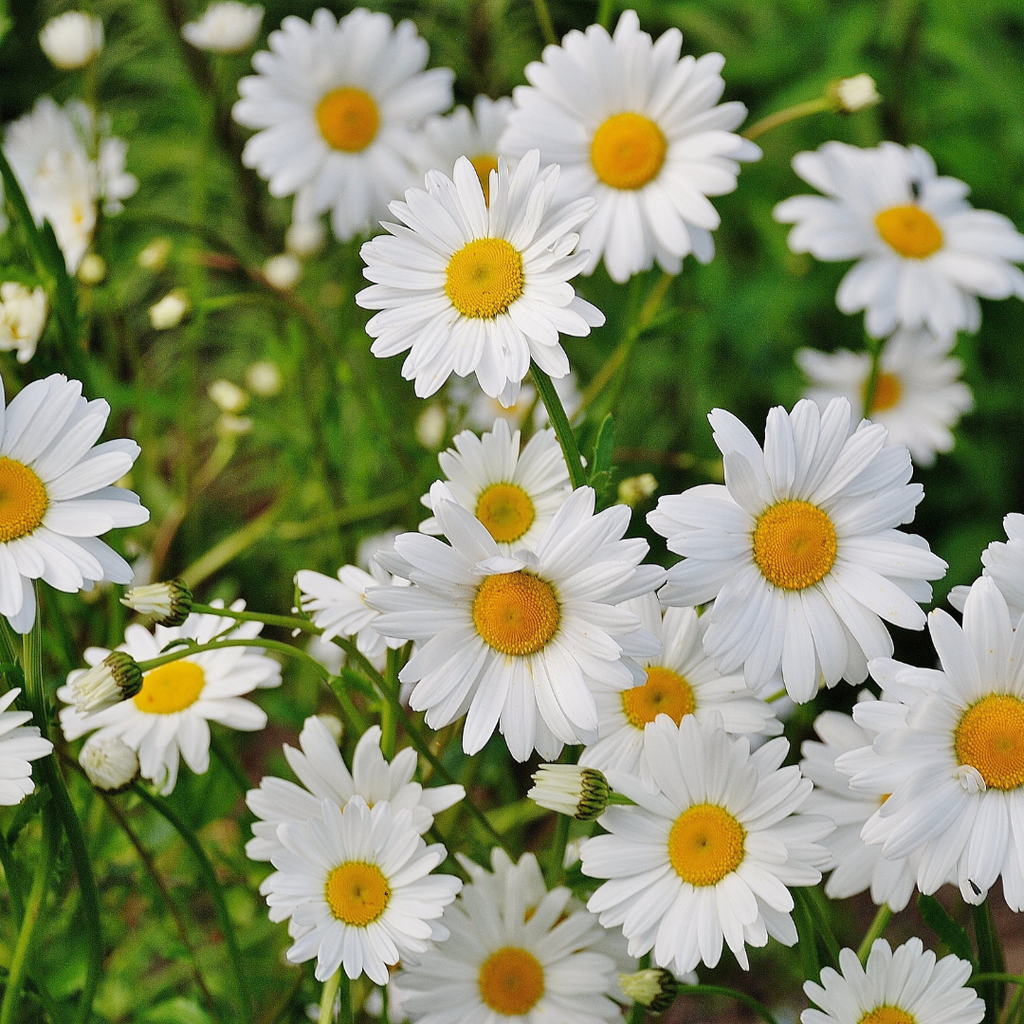 white common daisies april birth flower