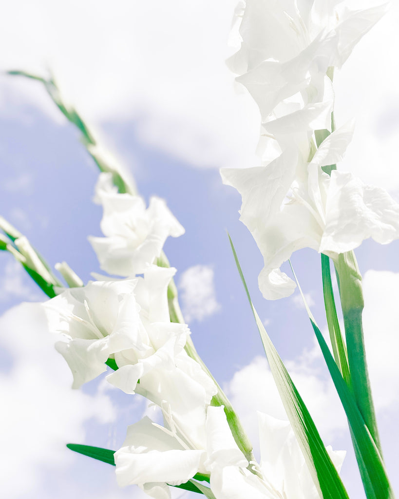 white gladiolus against a blue and white cloudy sky