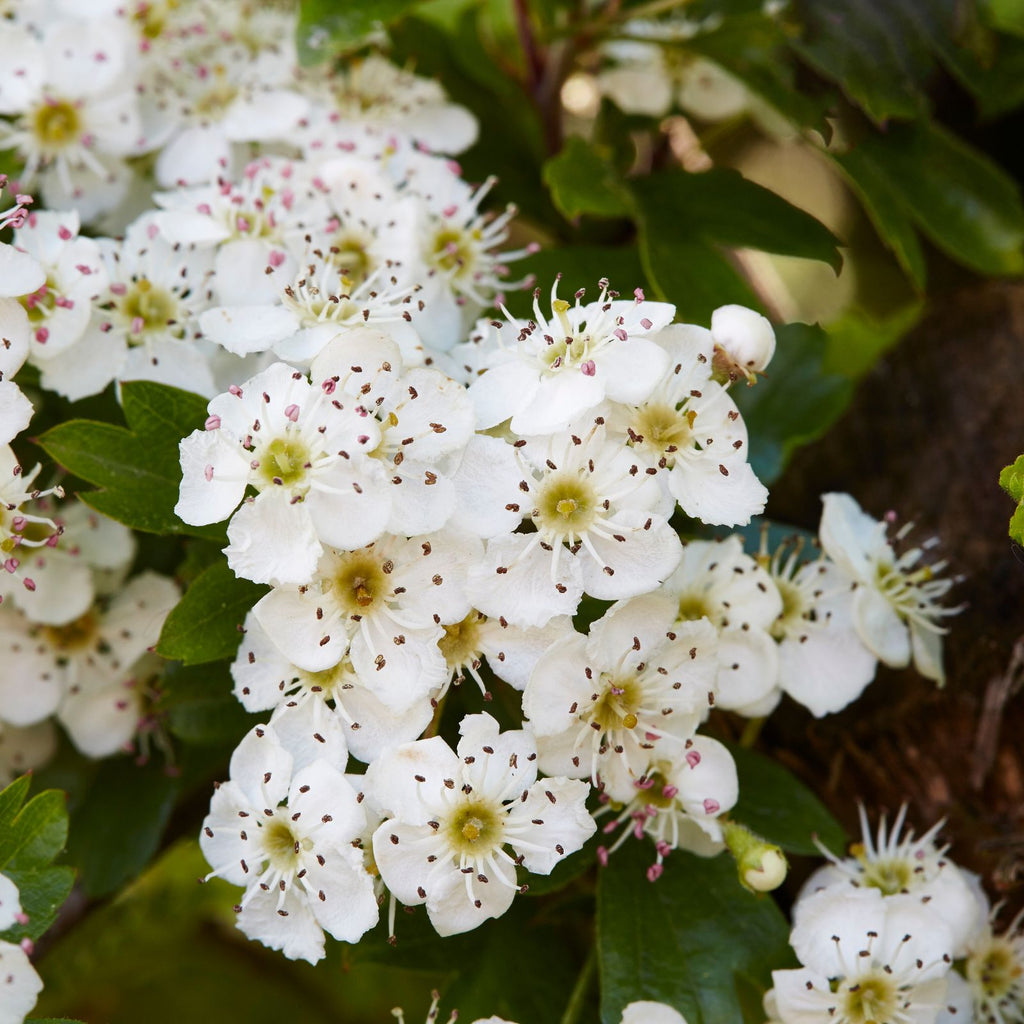 white hawthorn flowers