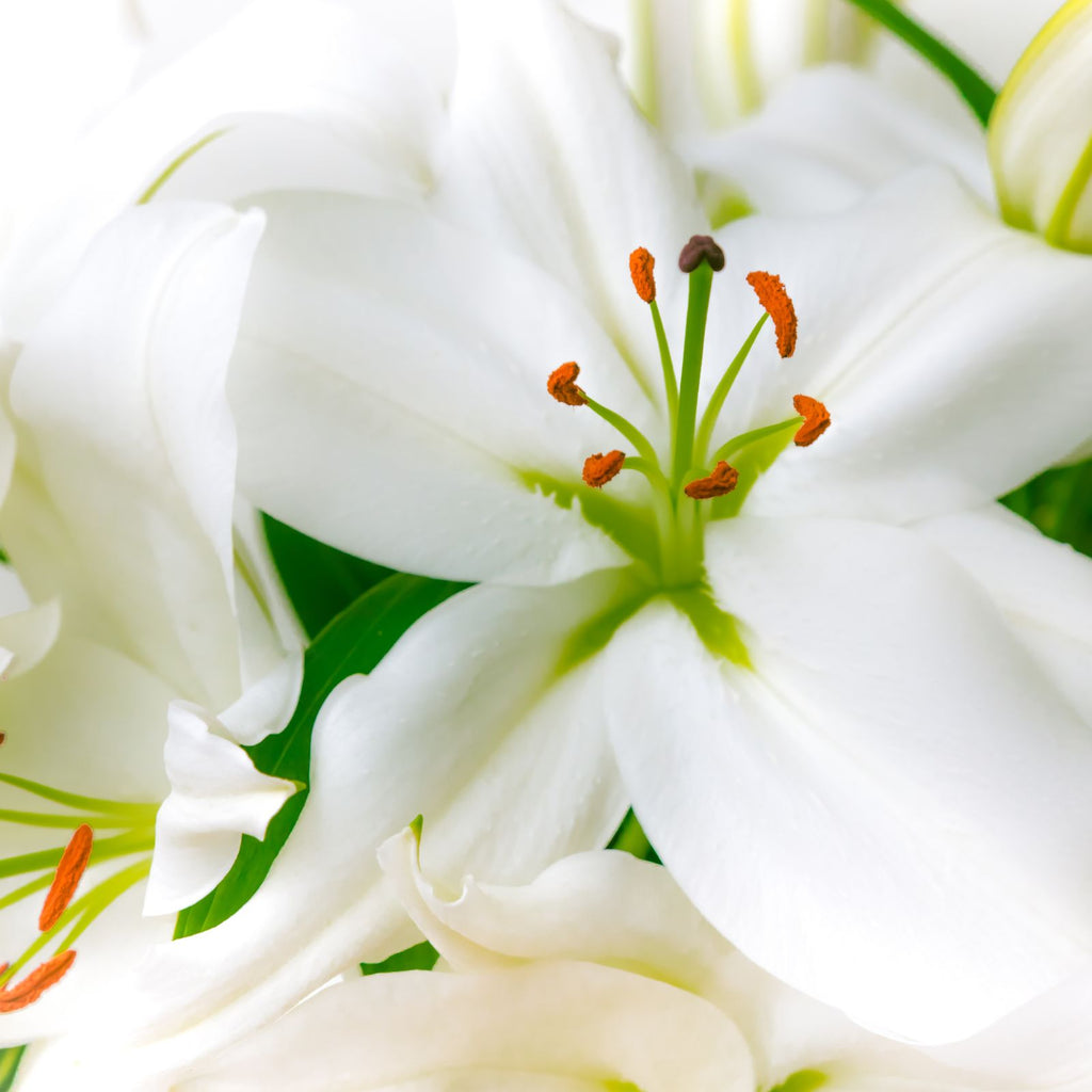 white lilies