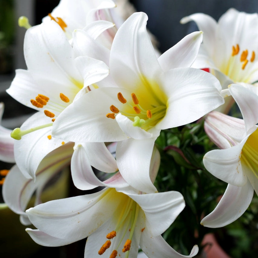 white lilies