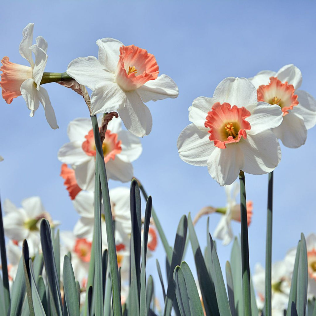 white peach daffodils