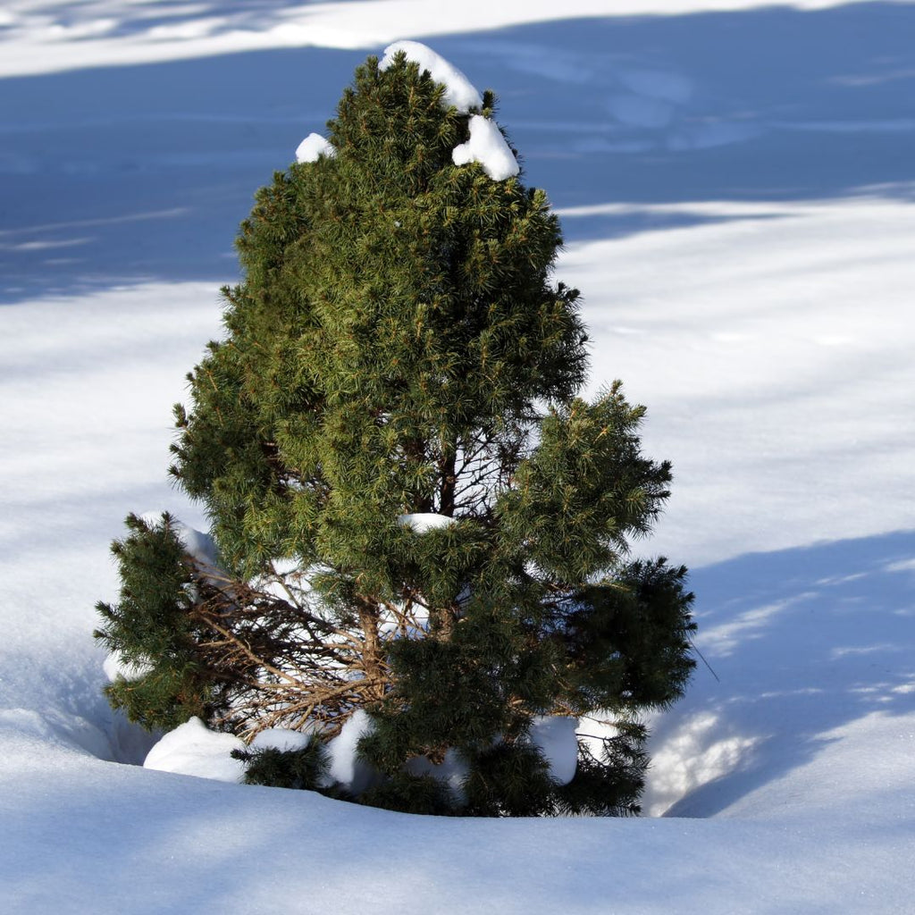 white spruce tree in the snow