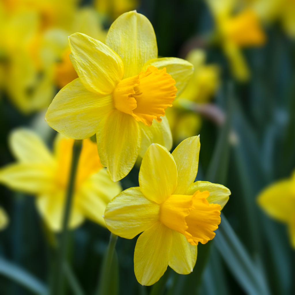 The Daffodil: Meanings, Images & Insights | Floraly