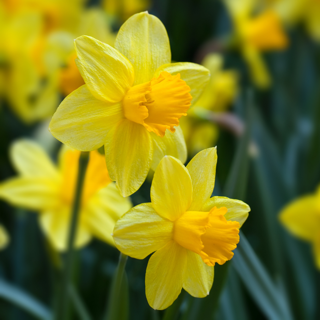 yellow daffodils