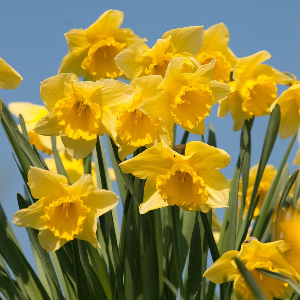 yellow daffodils in a field