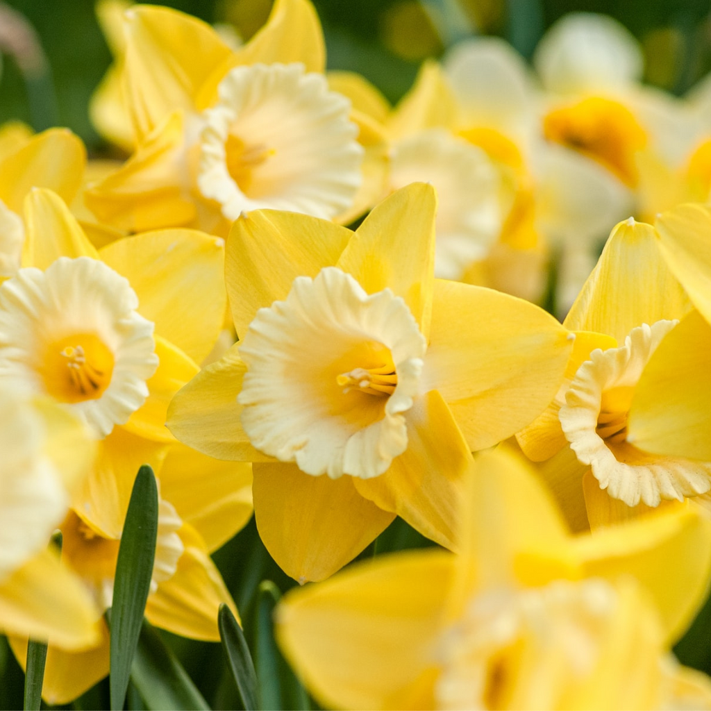 yellow daffodils