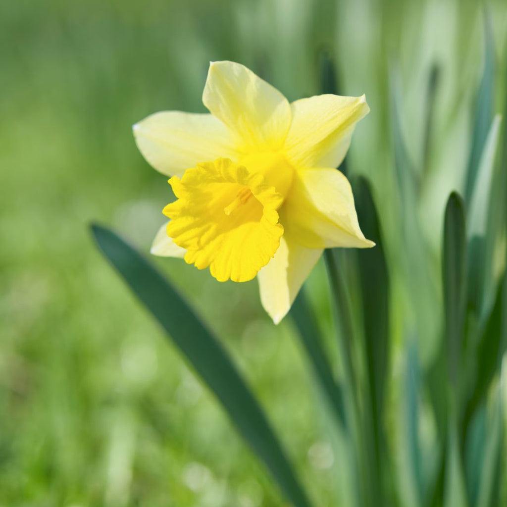 Birth Month Flower of March - The Daffodil