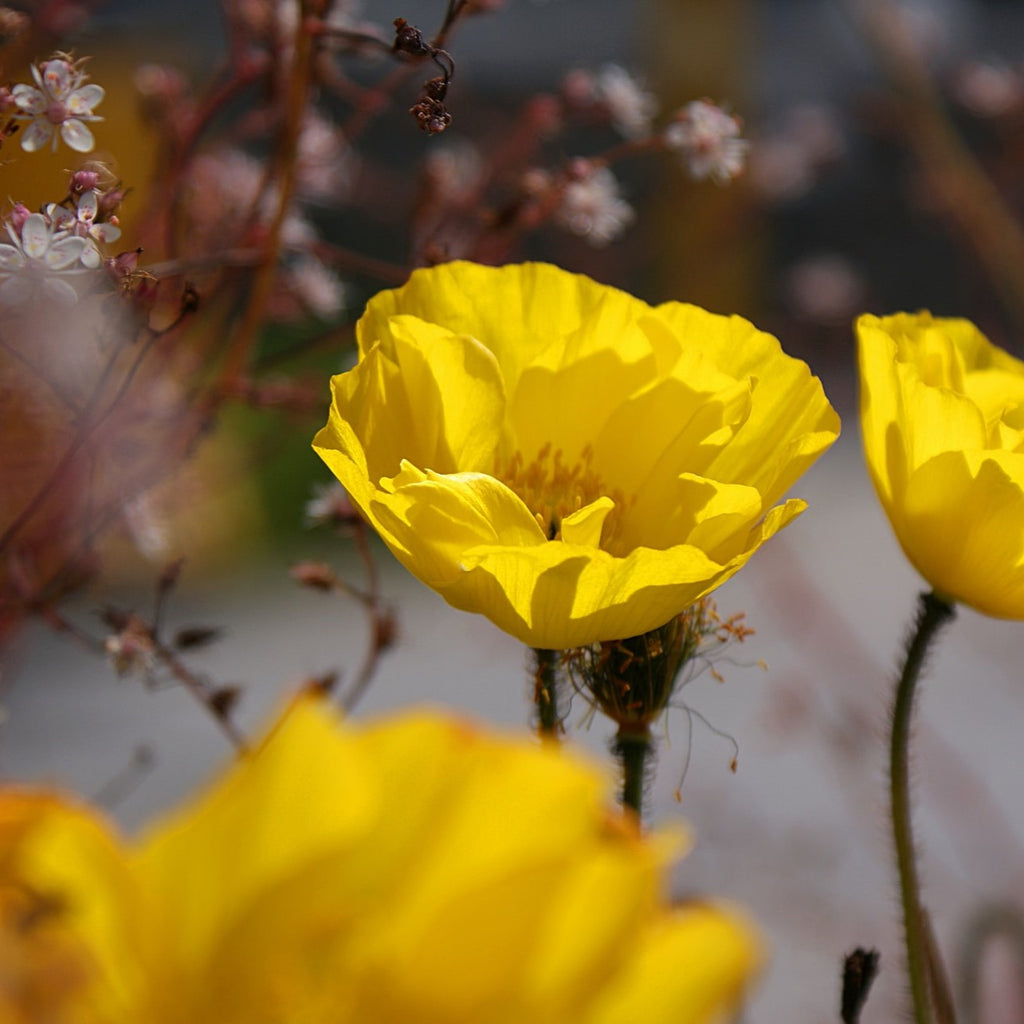 yellow poppies symbolise success