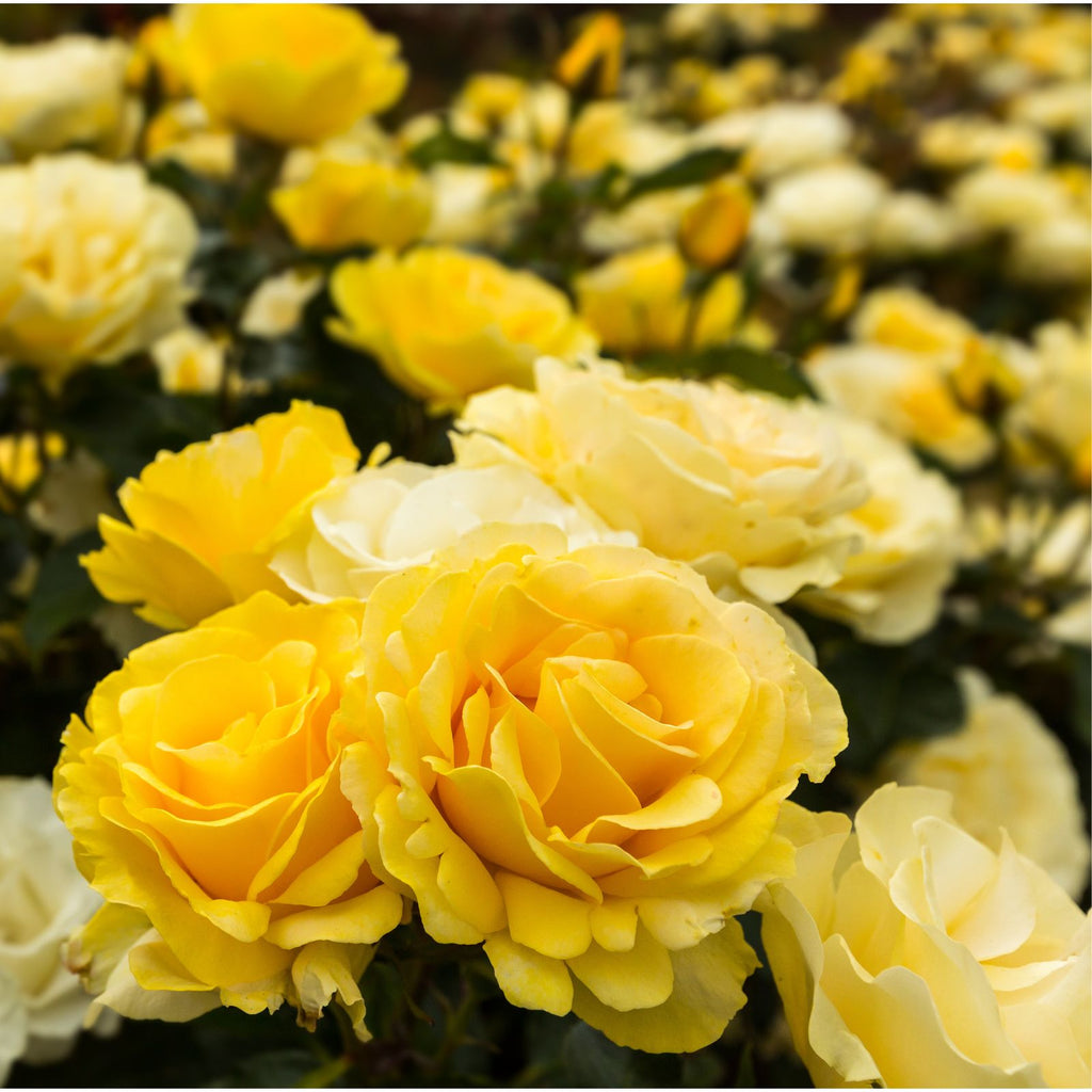 Yellow roses symbolise friendship