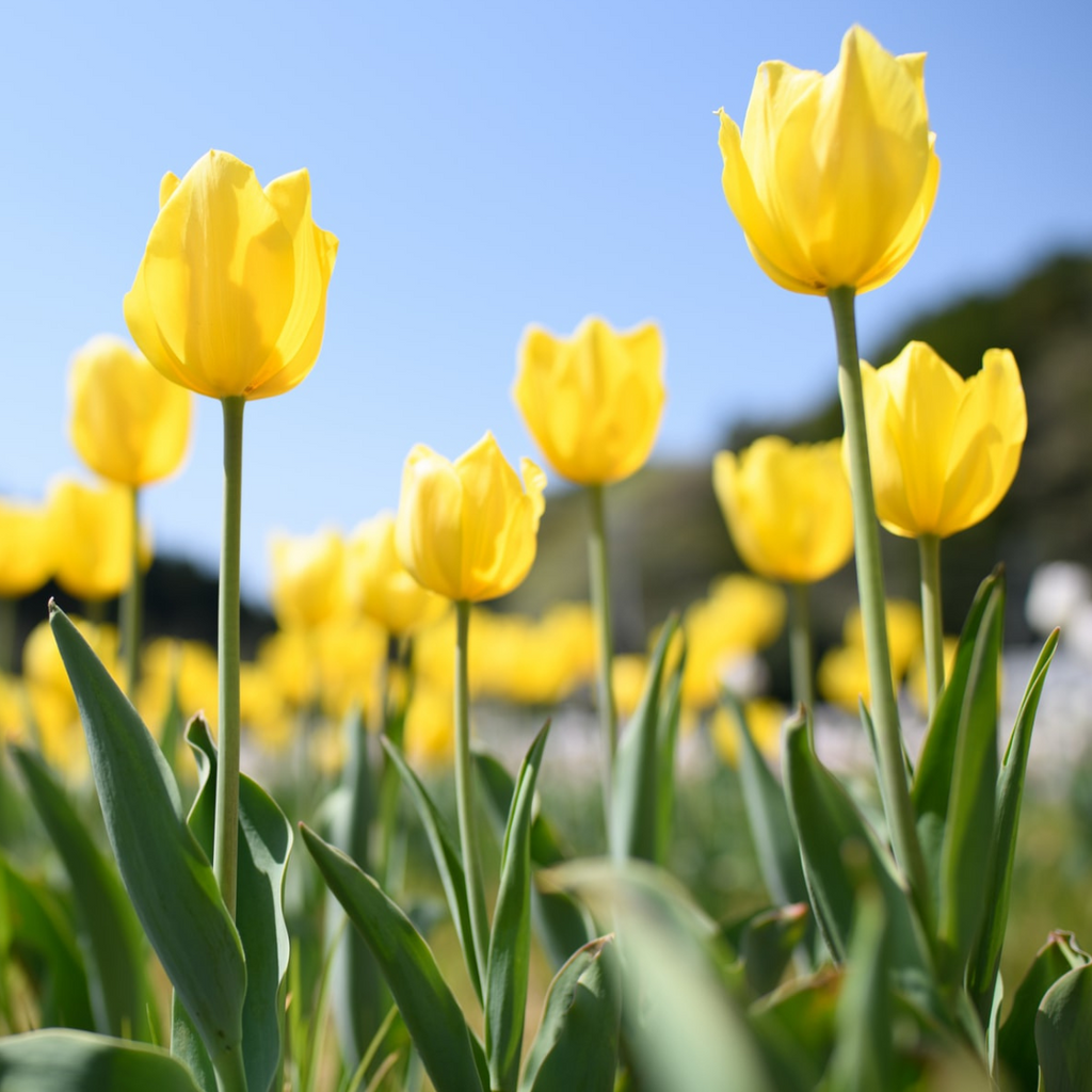yellow tulips in a field