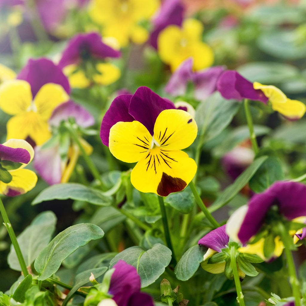 yellow pansies violets