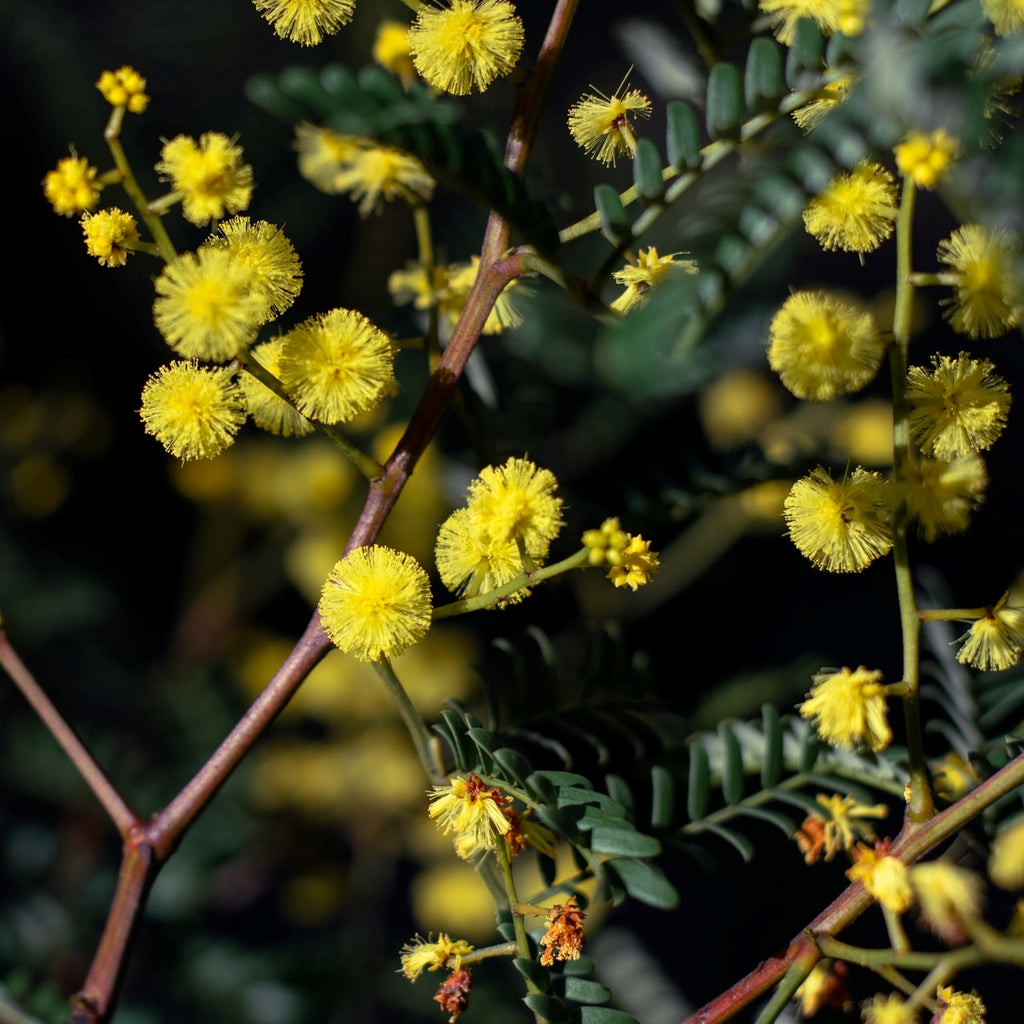 yellow wattle flower