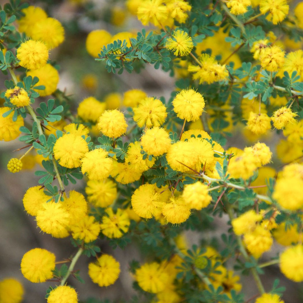 golden wattle