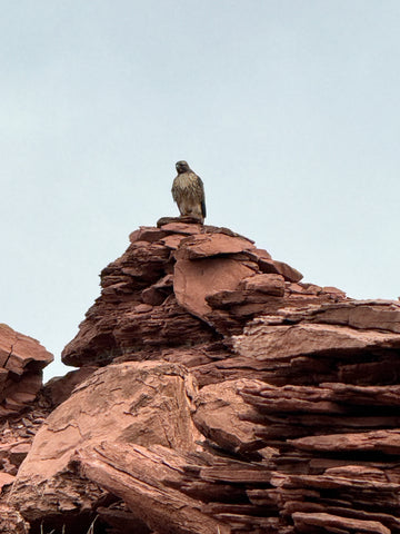 hawk on summit