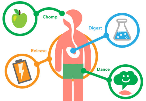 Cycle of Metabolism