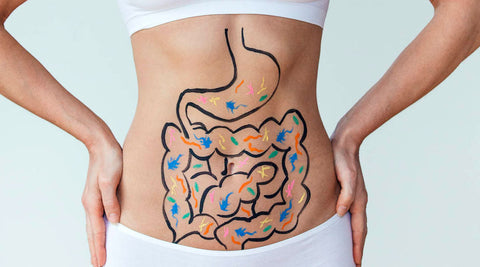 Digestive System