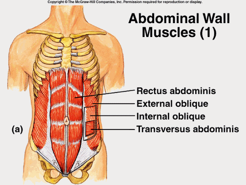Abdominal Wall Muscles