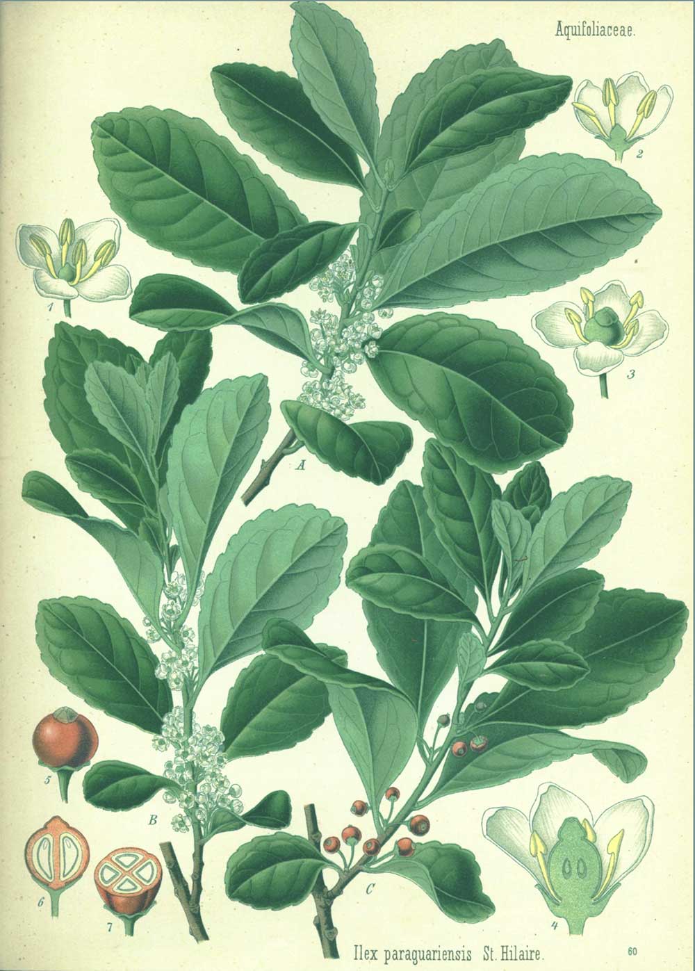 Ilex Paragueariensis - Matestrauch - historische Illustration aus Koehler's Medizinal-Pflanzen, Band III, 1898