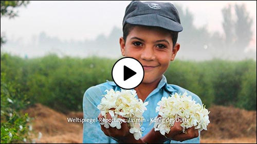 Reportage Jasmin - König der Düfte