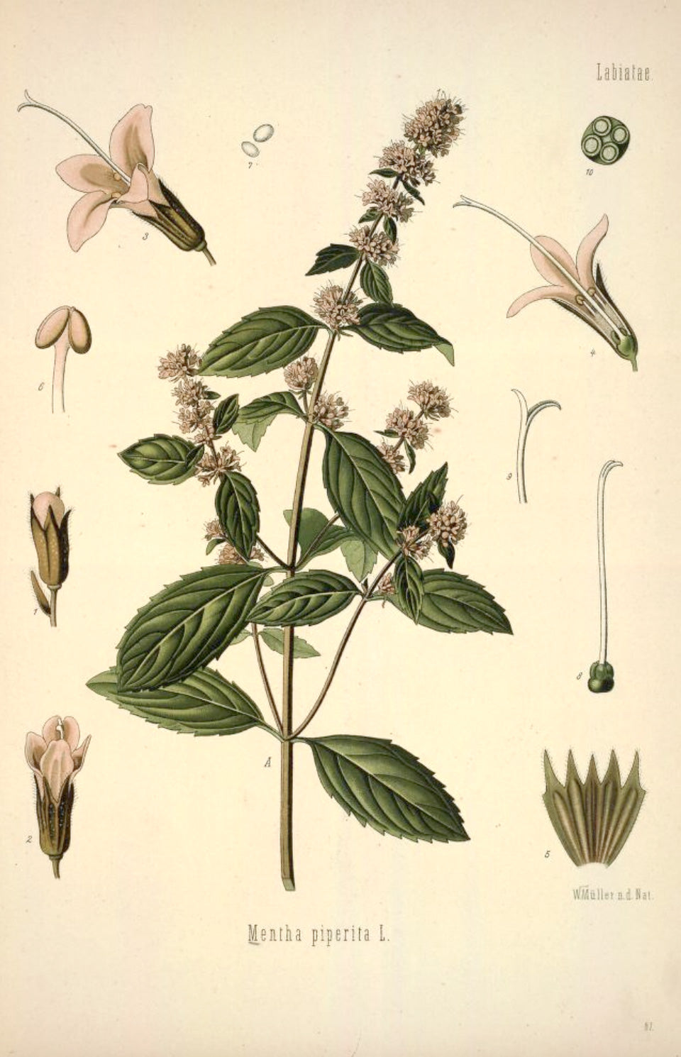 Historische Illustration von Mentha × piperita