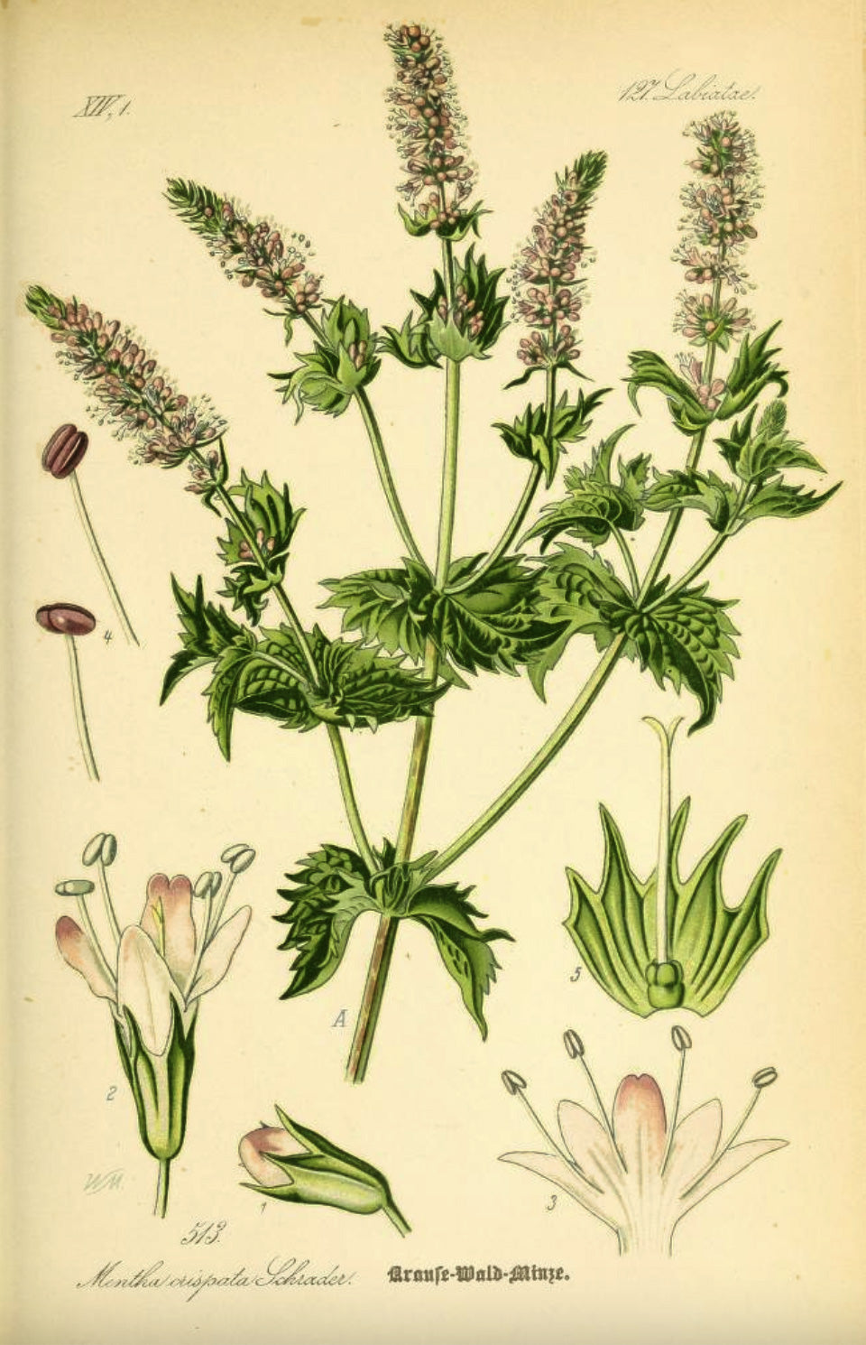 Historische Illustration von Mentha spicata