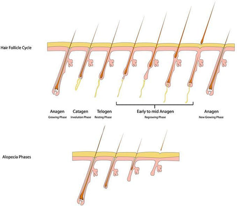 https://www.maralhairklinik.com/what/