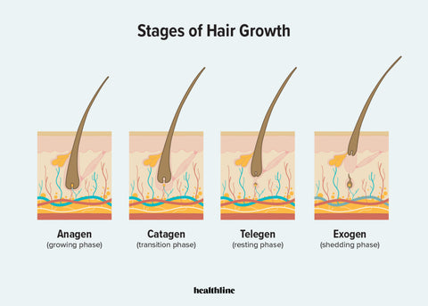 https://www.healthline.com/health/stages-of-hair-growth