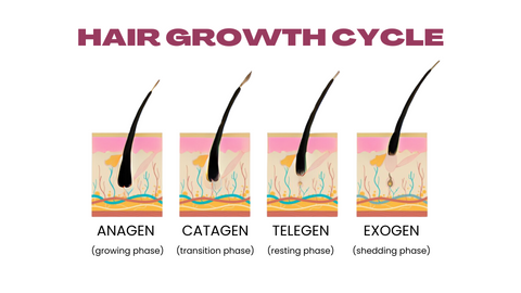 hair loss cycle