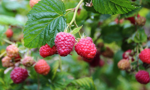Do Raspberry Ketones Help You Lose Weight?