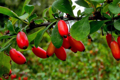 berberine and cancer