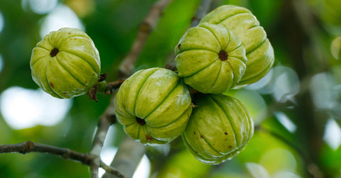 Green Coffee Bean and Garcinia Cambogia Antioxidants