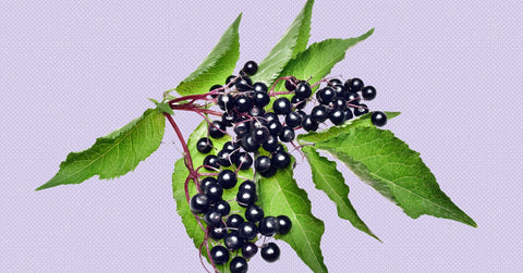 Organic Elderberry Benefits with Vitamin C