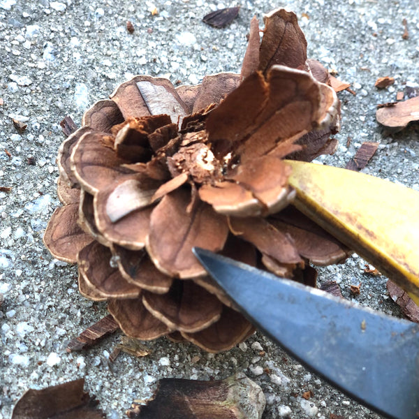 Trimming pinecones into flowers