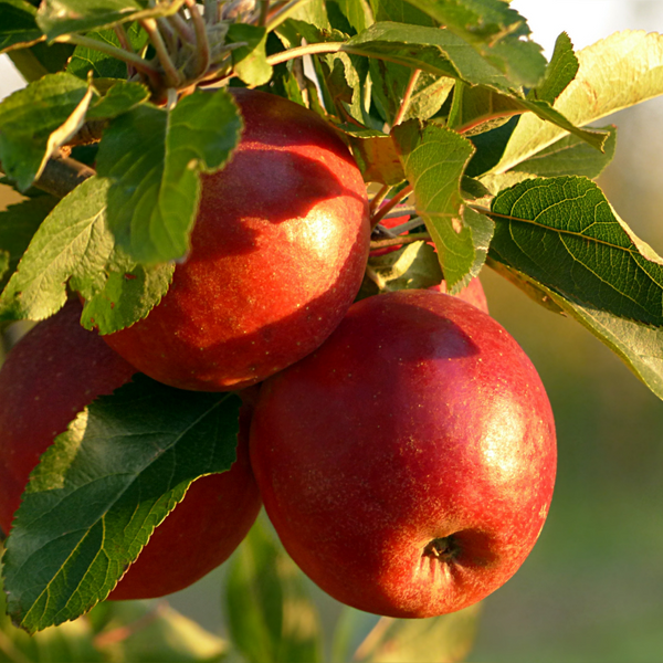 Mercier Orchard