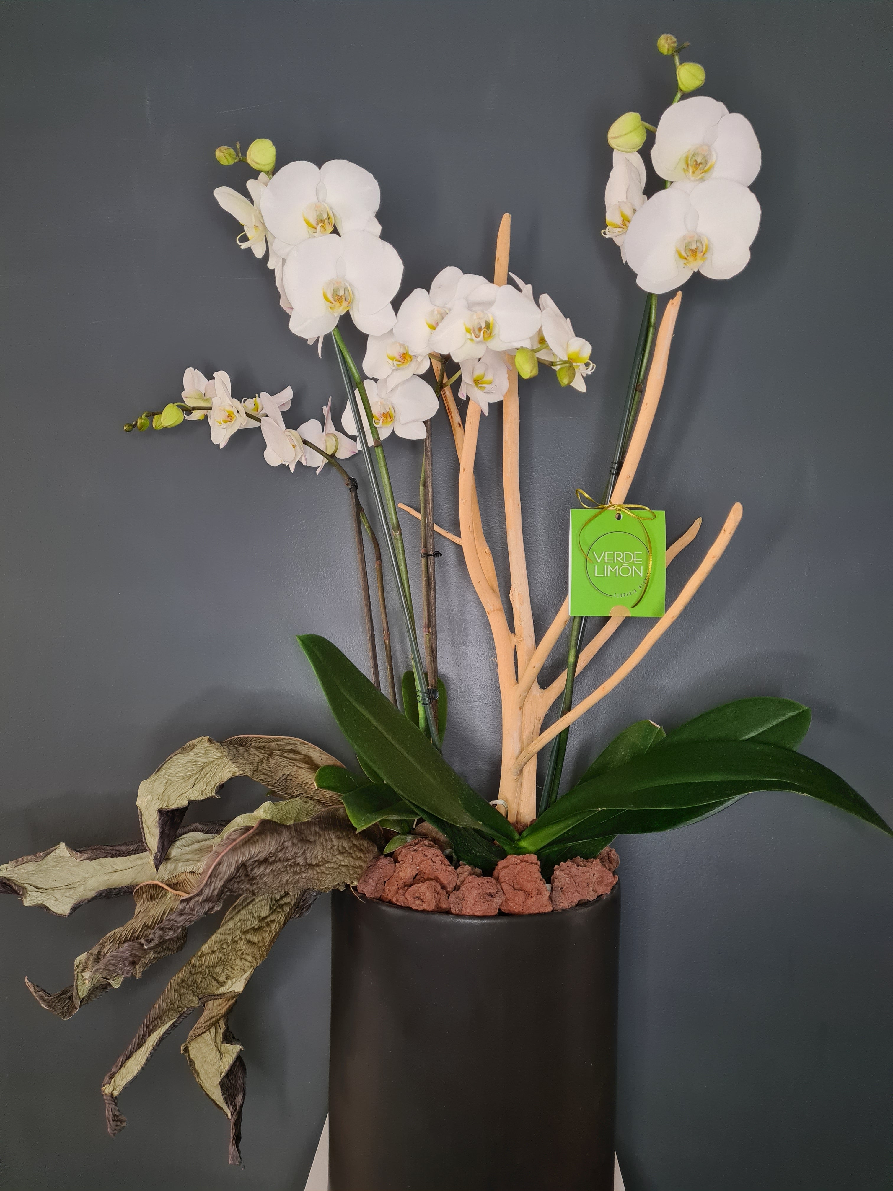 Orquídea viva Cuádruple decorada con follajes naturales – Florería Verde  Limón