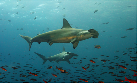 costa-rica-protege-tiburon-martillo