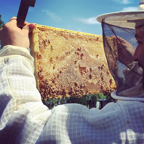 Astor Apiaries | Urban Beekeeping