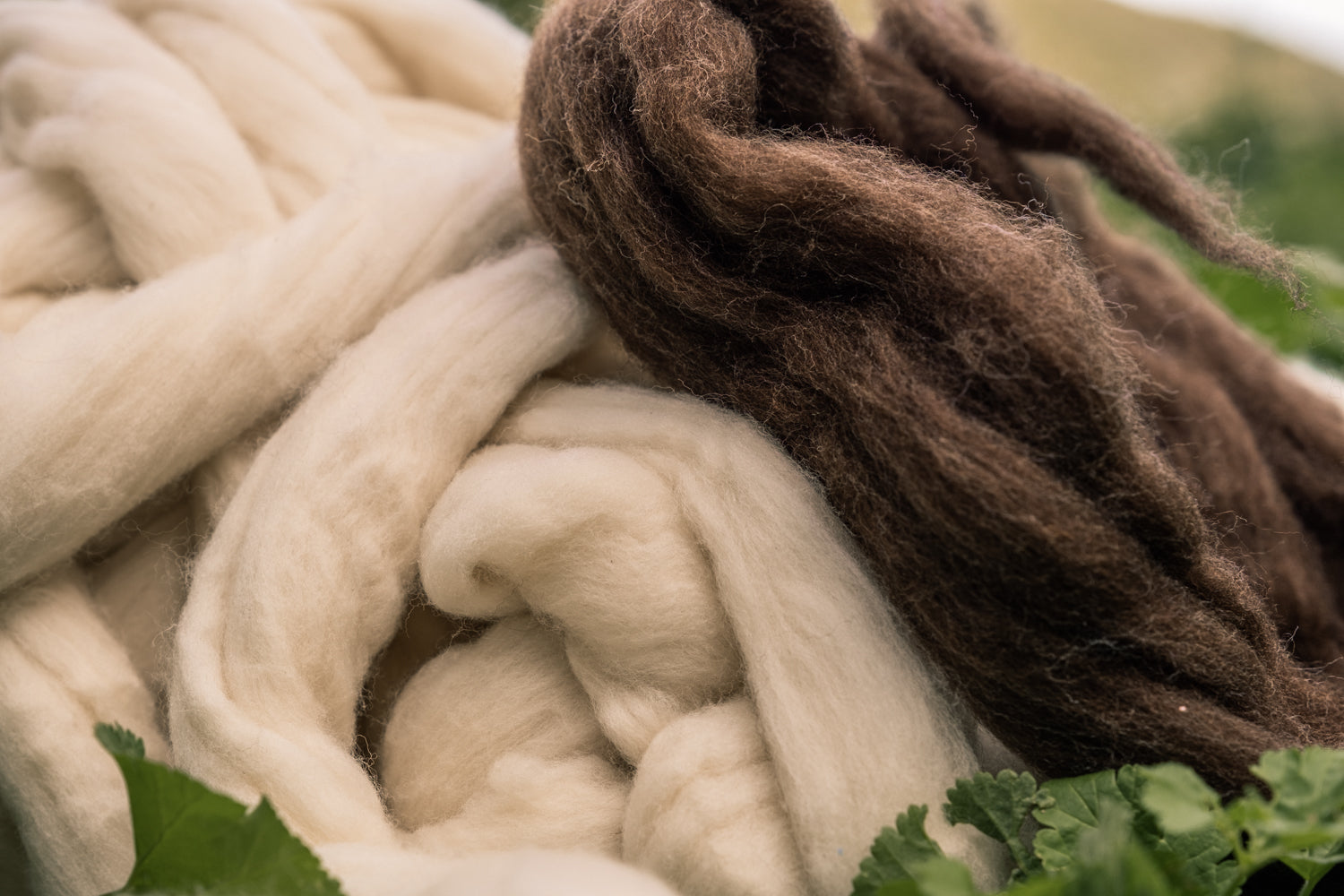 La lana merino, la lana mejor – Yuccs España