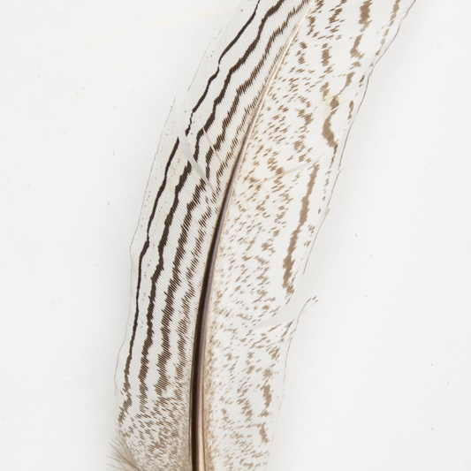 Red Pheasant Feather – Maufrais-Austin