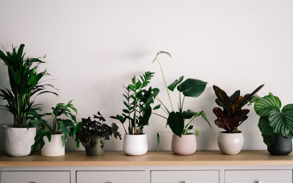 Easy plants for your home 